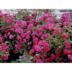 'Viking'® Rosa X 'Viking'® (Bunddækkerose) A-Kvalitet,- Barrods Roser Min. 3 Grene -GrønGlæde Salgsbutik fi5287 rosa viking 6203