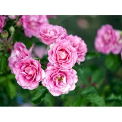 'Violet™ Hit'® Rosa X 'Violet™ Hit'® (Miniaturerose) A-Kvalitet,- Barrods Roser Min. 3 Grene -GrønGlæde Salgsbutik fi5290 rosa violet poultin n 69c1