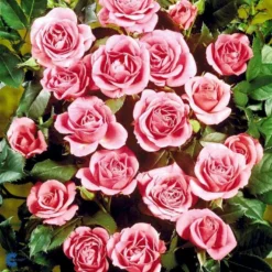 'Violet™ Hit'® Rosa X 'Violet™ Hit'® (Miniaturerose) A-Kvalitet,- Barrods Roser Min. 3 Grene -GrønGlæde Salgsbutik fi5290 rosa violet poultin n b3e6