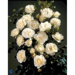'Waltz'™ Rosa X 'Waltz'™ (Slyngrose) A-Kvalitet,- Barrods Roser Min. 3 Grene -GrønGlæde Salgsbutik fi5300 rosa waltz poulkrid n 8679