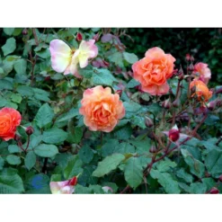 'Westerland'® Rosa X 'Westerland'® (Slyngrose) A-Kvalitet,- Barrods Roser Min. 3 Grene -GrønGlæde Salgsbutik fi5307 rosa westerland a556