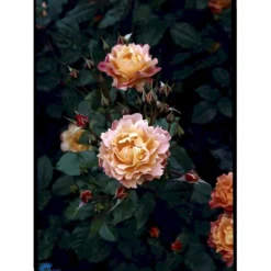 'Westerland'® Rosa X 'Westerland'® (Slyngrose) A-Kvalitet,- Barrods Roser Min. 3 Grene -GrønGlæde Salgsbutik fi5307 rosa westerland b8a5
