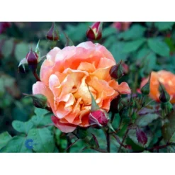 'Westerland'® Rosa X 'Westerland'® (Slyngrose) A-Kvalitet,- Barrods Roser Min. 3 Grene -GrønGlæde Salgsbutik fi5307 rosa westerland f510