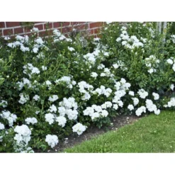 'White Cover'® Rosa X 'White Cover'® (Bunddækkerose) A-Kvalitet,- Barrods Roser Min. 3 Grene -GrønGlæde Salgsbutik fi5313 rosa white cover poulcov n 6e37