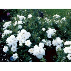 'White Cover'® Rosa X 'White Cover'® (Bunddækkerose) A-Kvalitet,- Barrods Roser Min. 3 Grene -GrønGlæde Salgsbutik fi5313 rosa white cover poulcov n 9218