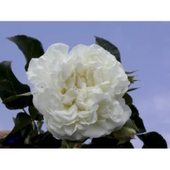'White Meidiland' Rosa X 'White Meidiland' (Bunddækkerose) A-Kvalitet,- Barrods Roser Min. 3 Grene -GrønGlæde Salgsbutik fi5318 rosa white meidiland 1d50