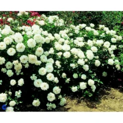 'White Meidiland' Rosa X 'White Meidiland' (Bunddækkerose) A-Kvalitet,- Barrods Roser Min. 3 Grene -GrønGlæde Salgsbutik fi5318 rosa white meidiland 2618