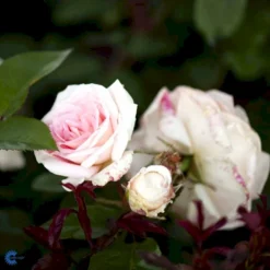 'White Nights'™ Rosa X 'White Nights'™ (Slyngrose) A-Kvalitet,- Barrods Roser Min. 3 Grene -GrønGlæde Salgsbutik fi5320 rosa white nights poulaps n b03d
