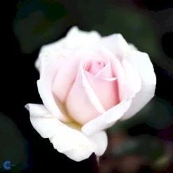 'A White Shade Of Pale' Rosa X 'A White Shade Of Pale' (Storblomstrende) A-Kvalitet,- Barrods Roser Min. 3 Grene -GrønGlæde Salgsbutik fi5323 rosa whiter shade of pale b371