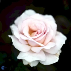 'A White Shade Of Pale' Rosa X 'A White Shade Of Pale' (Storblomstrende) A-Kvalitet,- Barrods Roser Min. 3 Grene -GrønGlæde Salgsbutik fi5323 rosa whiter shade of pale bfed