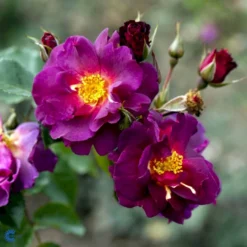 'Wild Rover' Rosa X 'Wild Rover' (Slyngrose) A-Kvalitet,- Barrods Roser Min. 3 Grene -GrønGlæde Salgsbutik fi5326 rosa wild rover 4b7f