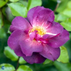 'Wild Rover' Rosa X 'Wild Rover' (Slyngrose) A-Kvalitet,- Barrods Roser Min. 3 Grene -GrønGlæde Salgsbutik fi5326 rosa wild rover e6ac