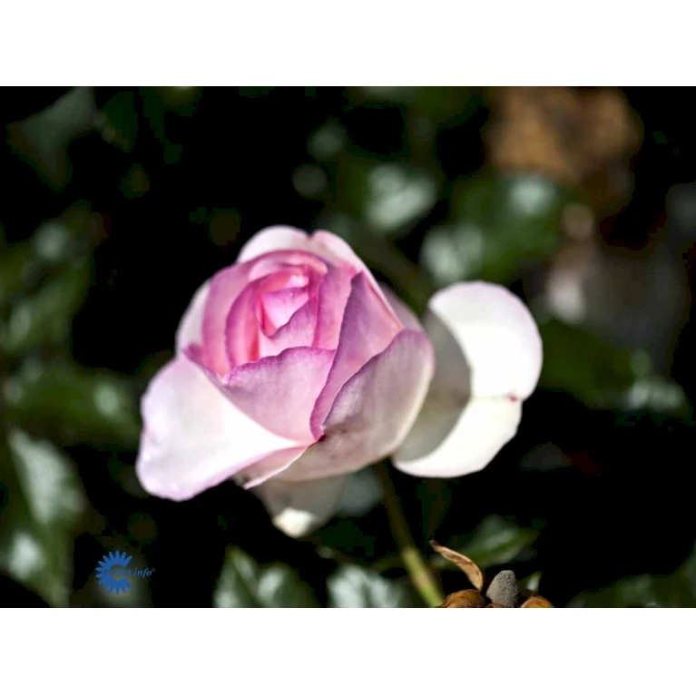 'Willestrup' (syn. 'Eden Rose 88') Rosa X 'Willestrup' (Slyngrose) A-Kvalitet,- Barrods Roser Min. 3 Grene 3 'Willestrup' (syn. 'Eden Rose 88') Rosa X 'Willestrup' (Slyngrose) A-Kvalitet,- Barrods Roser Min. 3 Grene - Billede 3