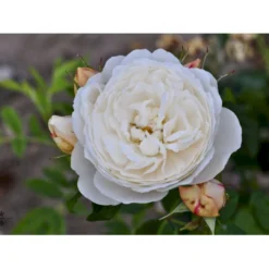 'William And Cathrine'™ Rosa X 'William And Cathrine'™ (Engelsk Rose) A-Kvalitet,- Barrods Roser Min. 3 Grene -GrønGlæde Salgsbutik fi5331 rosa william and catherine ausrappe c62c