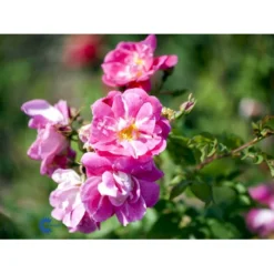 'William Baffin' Rosa X 'William Baffin' (Buskrose) A-Kvalitet,- Barrods Roser Min. 3 Grene -GrønGlæde Salgsbutik fi5332 rosa william baffin 0f2c