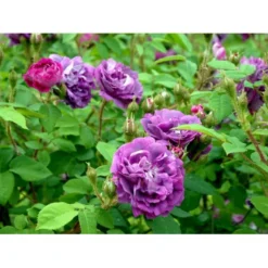 'William Lobb' Rosa Centifolia Muscosa 'William Lobb' (Mosrose) A-Kvalitet,- Barrods Roser Min. 3 Grene -GrønGlæde Salgsbutik fi5334 rosa william lobb 7b9b