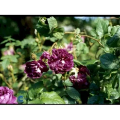 'William Lobb' Rosa Centifolia Muscosa 'William Lobb' (Mosrose) A-Kvalitet,- Barrods Roser Min. 3 Grene -GrønGlæde Salgsbutik fi5334 rosa william lobb e5ee