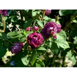 'William Lobb' Rosa Centifolia Muscosa 'William Lobb' (Mosrose) A-Kvalitet,- Barrods Roser Min. 3 Grene -GrønGlæde Salgsbutik fi5334 rosa william lobb eccd