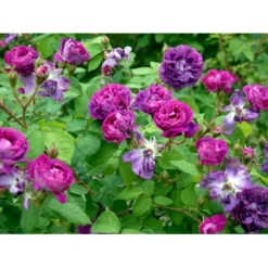 'William Lobb' Rosa Centifolia Muscosa 'William Lobb' (Mosrose) A-Kvalitet,- Barrods Roser Min. 3 Grene -GrønGlæde Salgsbutik fi5334 rosa william lobb f857