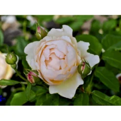 'Wollerton Old Hall'™ Rosa X 'Wollerton Old Hall'™ (Engelsk Rose) A-Kvalitet,- Barrods Roser Min. 3 Grene 15 'Wollerton Old Hall'™ Rosa X 'Wollerton Old Hall'™ (Engelsk Rose) A-Kvalitet,- Barrods Roser Min. 3 Grene -GrønGlæde Salgsbutik fi5343 rosa wollerton old hall 3550