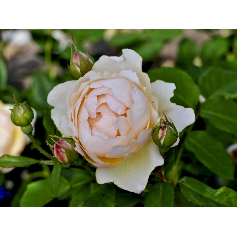 'Wollerton Old Hall'™ Rosa X 'Wollerton Old Hall'™ (Engelsk Rose) A-Kvalitet,- Barrods Roser Min. 3 Grene 8 'Wollerton Old Hall'™ Rosa X 'Wollerton Old Hall'™ (Engelsk Rose) A-Kvalitet,- Barrods Roser Min. 3 Grene - Billede 8