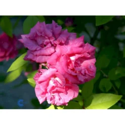 'Zéphirine Drouhin' Rosa Bourboniana 'Zéphirine Drouhin' (Bourbonrose) A-Kvalitet,- Barrods Roser Min. 3 Grene -GrønGlæde Salgsbutik fi5353 rosa zephirine drouhin 0227