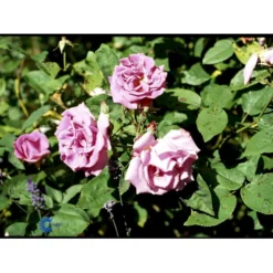 'Zéphirine Drouhin' Rosa Bourboniana 'Zéphirine Drouhin' (Bourbonrose) A-Kvalitet,- Barrods Roser Min. 3 Grene -GrønGlæde Salgsbutik fi5353 rosa zephirine drouhin 10d1