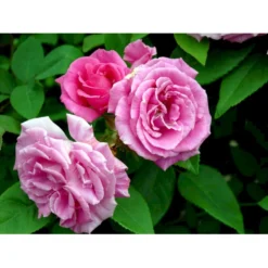 'Zéphirine Drouhin' Rosa Bourboniana 'Zéphirine Drouhin' (Bourbonrose) A-Kvalitet,- Barrods Roser Min. 3 Grene -GrønGlæde Salgsbutik fi5353 rosa zephirine drouhin ecc4