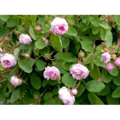 'Salet' Rosa Centifolia Muscosa 'Salet' (Mosrose) A-Kvalitet,- Barrods Roser Min. 3 Grene -GrønGlæde Salgsbutik fi5399 rosa centifolia muscosa 53ef