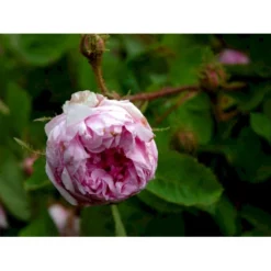 'Salet' Rosa Centifolia Muscosa 'Salet' (Mosrose) A-Kvalitet,- Barrods Roser Min. 3 Grene -GrønGlæde Salgsbutik fi5399 rosa centifolia muscosa d6dc