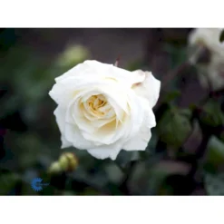 'Claus Dalby'™ Rosa X 'Claus Dalby'™ (Storblomstrende) A-Kvalitet,- Barrods Roser Min. 3 Grene -GrønGlæde Salgsbutik fi5416 rosa claus dalby poulht009 n 105c
