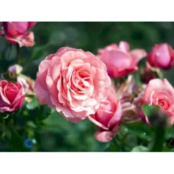 'Elaine Paige'™ Rosa X 'Elaine Paige'™ (Storblomstrende) A-Kvalitet,- Barrods Roser Min. 3 Grene 16 'Elaine Paige'™ Rosa X 'Elaine Paige'™ (Storblomstrende) A-Kvalitet,- Barrods Roser Min. 3 Grene -GrønGlæde Salgsbutik fi5425 rosa elaine paige tm 0aee