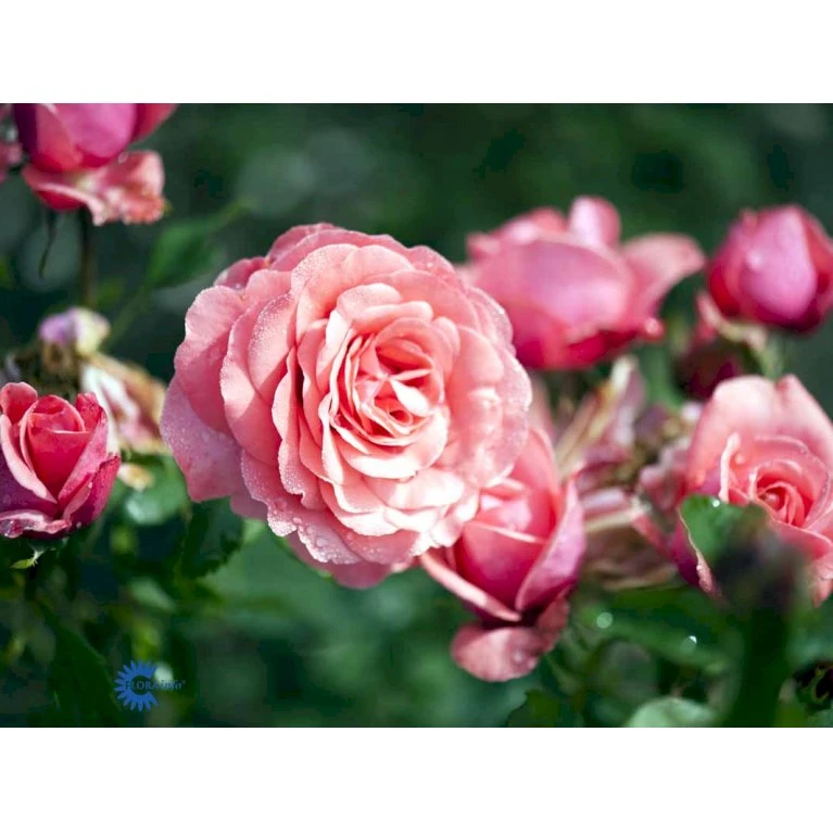 'Elaine Paige'™ Rosa X 'Elaine Paige'™ (Storblomstrende) A-Kvalitet,- Barrods Roser Min. 3 Grene 8 'Elaine Paige'™ Rosa X 'Elaine Paige'™ (Storblomstrende) A-Kvalitet,- Barrods Roser Min. 3 Grene - Billede 8