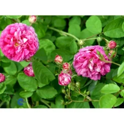 'Aimable Amié' Rosa Gallica 'Aimable Amié' (Gallicarose) A-Kvalitet,- Barrods Roser Min. 3 Grene -GrønGlæde Salgsbutik fi5438 rosa gallica aimable amie 36db