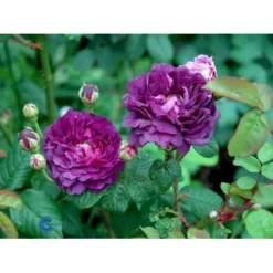 'Cardinal De Richelieu' Rosa Gallica 'Cardinal De Richelieu' (Gallicarose) A-Kvalitet,- Barrods Roser Min. 3 Grene -GrønGlæde Salgsbutik fi5444 rosa gallica cardinal de richelieu 88cc