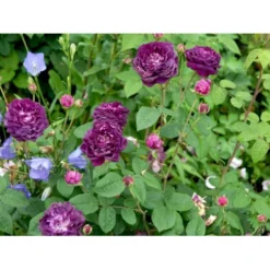 'Cardinal De Richelieu' Rosa Gallica 'Cardinal De Richelieu' (Gallicarose) A-Kvalitet,- Barrods Roser Min. 3 Grene -GrønGlæde Salgsbutik fi5444 rosa gallica cardinal de richelieu c9b0