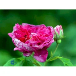 'Charles De Mills' Rosa Gallica 'Charles De Mills' (Gallicarose) A-Kvalitet,- Barrods Roser Min. 3 Grene -GrønGlæde Salgsbutik fi5445 rosa gallica charles de mills 0732