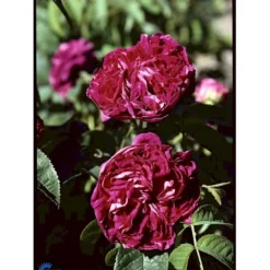 'Charles De Mills' Rosa Gallica 'Charles De Mills' (Gallicarose) A-Kvalitet,- Barrods Roser Min. 3 Grene -GrønGlæde Salgsbutik fi5445 rosa gallica charles de mills 1c03