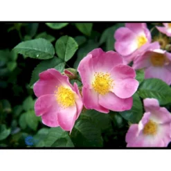 'Complicata' Rosa Gallica 'Complicata' (Gallicarose) A-Kvalitet,- Barrods Roser Min. 3 Grene -GrønGlæde Salgsbutik fi5446 rosa gallica complicata 7689