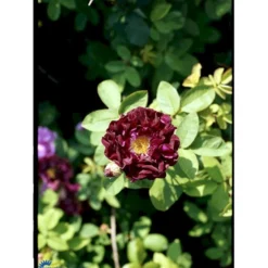 'Tuscany' Rosa Gallica 'Tuscany' (Gallicarose) A-Kvalitet,- Barrods Roser Min. 3 Grene -GrønGlæde Salgsbutik fi5466 rosa gallica tuscany 7b69