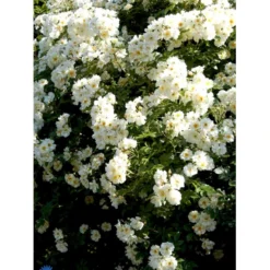 'Lykkefund' Rosa Helenae 'Lykkefund' (Slyngrose) A-Kvalitet,- Barrods Roser Min. 3 Grene -GrønGlæde Salgsbutik fi5474 rosa helenae lykkefund 0046