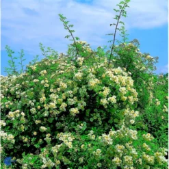 'Lykkefund' Rosa Helenae 'Lykkefund' (Slyngrose) A-Kvalitet,- Barrods Roser Min. 3 Grene -GrønGlæde Salgsbutik fi5474 rosa helenae lykkefund 3e1c