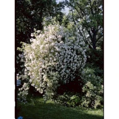 'Lykkefund' Rosa Helenae 'Lykkefund' (Slyngrose) A-Kvalitet,- Barrods Roser Min. 3 Grene -GrønGlæde Salgsbutik fi5474 rosa helenae lykkefund 5b25