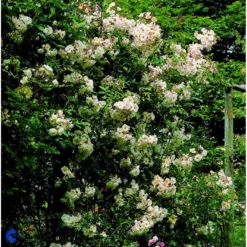 'Lykkefund' Rosa Helenae 'Lykkefund' (Slyngrose) A-Kvalitet,- Barrods Roser Min. 3 Grene -GrønGlæde Salgsbutik fi5474 rosa helenae lykkefund 6426