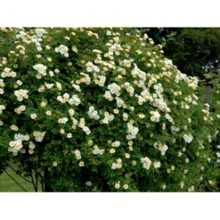 'Lykkefund' Rosa Helenae 'Lykkefund' (Slyngrose) A-Kvalitet,- Barrods Roser Min. 3 Grene -GrønGlæde Salgsbutik fi5474 rosa helenae lykkefund cd8e