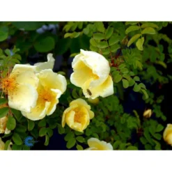 Gul Kinarose Rosa Hugonis (Hugo-rose) A-Kvalitet,- Barrods Roser Min. 3 Grene -GrønGlæde Salgsbutik fi5477 rosa hugonis 4776