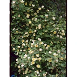 Gul Kinarose Rosa Hugonis (Hugo-rose) A-Kvalitet,- Barrods Roser Min. 3 Grene -GrønGlæde Salgsbutik fi5477 rosa hugonis 9c69