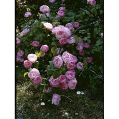 'Raubritter'® Rosa Macrantha 'Raubritter'® (Buskrose) A-Kvalitet,- Barrods Roser Min. 3 Grene -GrønGlæde Salgsbutik fi5484 rosa macranta raubritter 2987