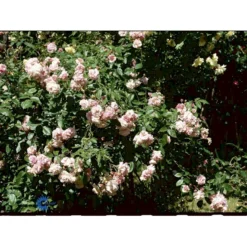 'Felicia' Rosa Moschata 'Felicia' (Moskusrose) A-Kvalitet,- Barrods Roser Min. 3 Grene -GrønGlæde Salgsbutik fi5492 rosa moschata felicia 2811