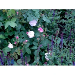 'Felicia' Rosa Moschata 'Felicia' (Moskusrose) A-Kvalitet,- Barrods Roser Min. 3 Grene -GrønGlæde Salgsbutik fi5492 rosa moschata felicia f1a5